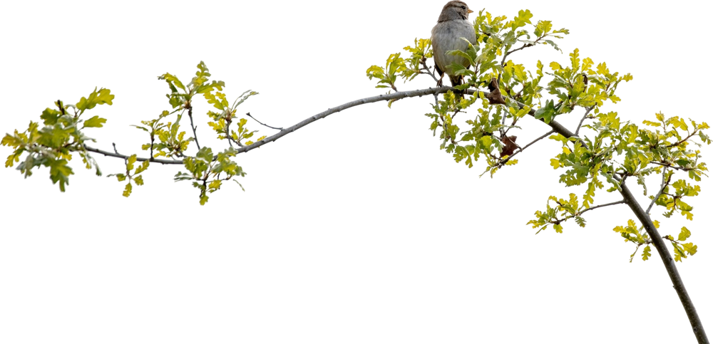 gray-bird--tree-branch